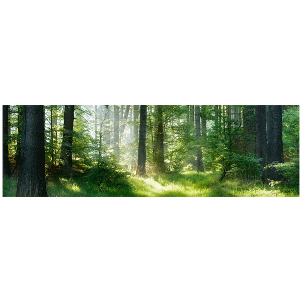Leinwandbild - Waldbaden - 97x30cm